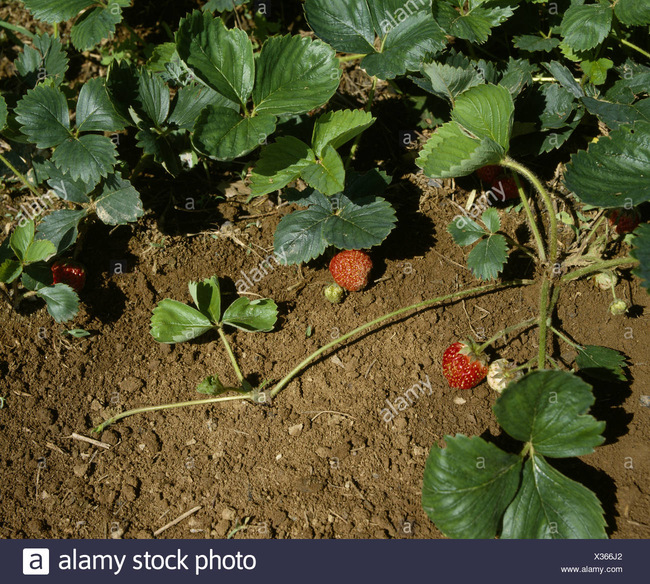Strawberry Plant Runners High Resolution Stock Photography and Images