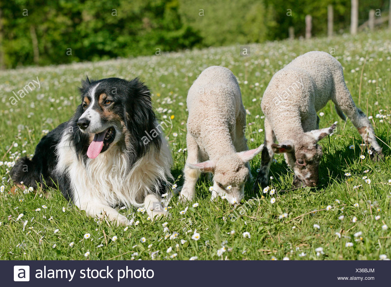 merino sheep dog