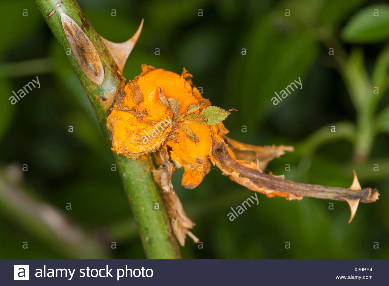Wild Roses Rust Uredinales High Resolution Stock Photography and Images - Alamy