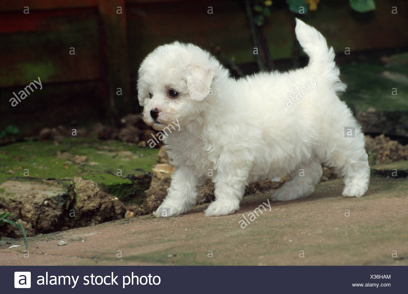 bichon frise hairy dogs