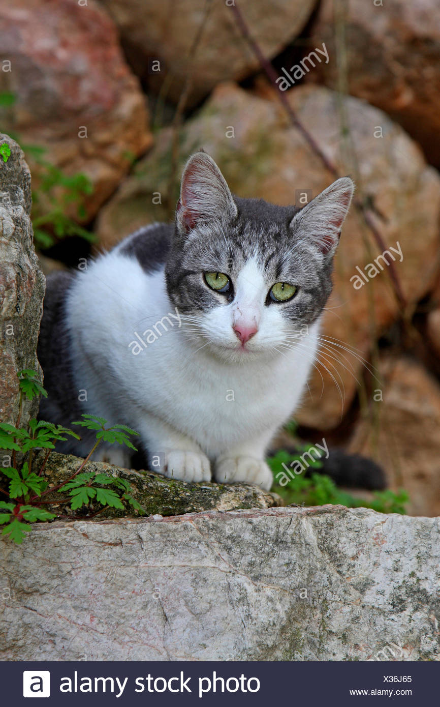 Domestic Cat House Cat Felis Silvestris F Catus Grey And