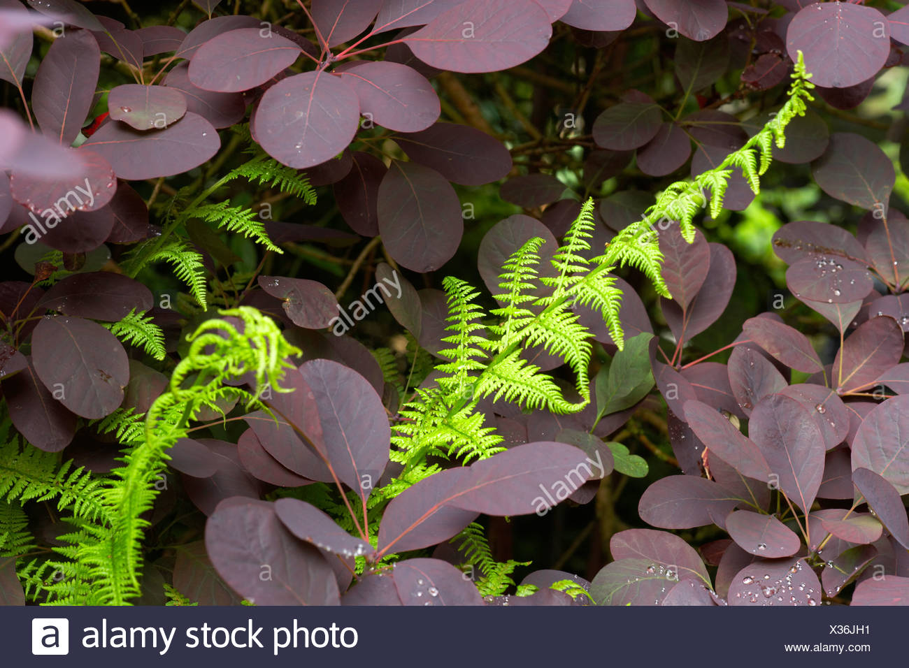 Images Purple Berberis Stock Photos Purple Berberis Stock Images Alamy dernière