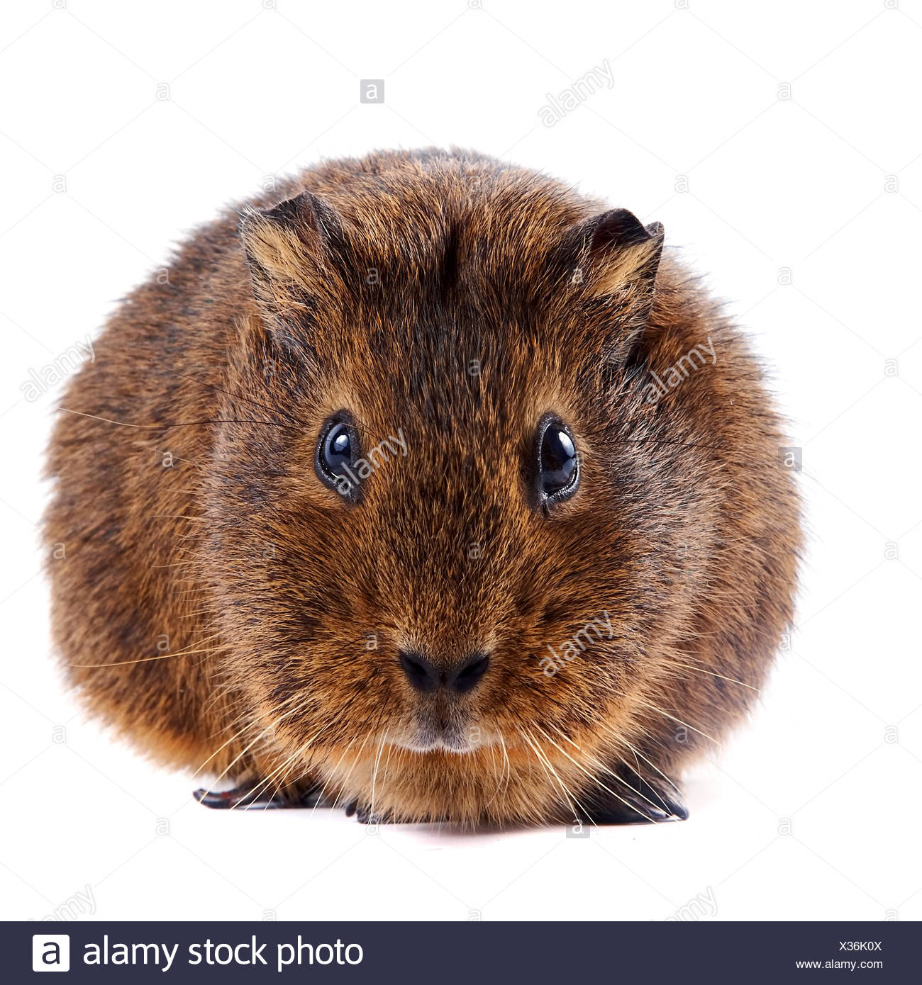 Brown Guinea Pig Stock Photos & Brown Guinea Pig Stock Images Alamy