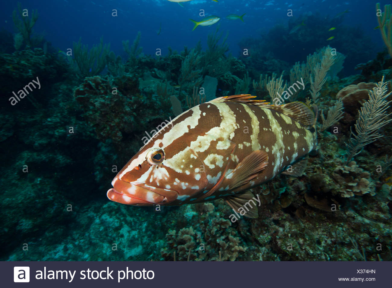Nassau Grouper High Resolution Stock Photography and Images - Alamy