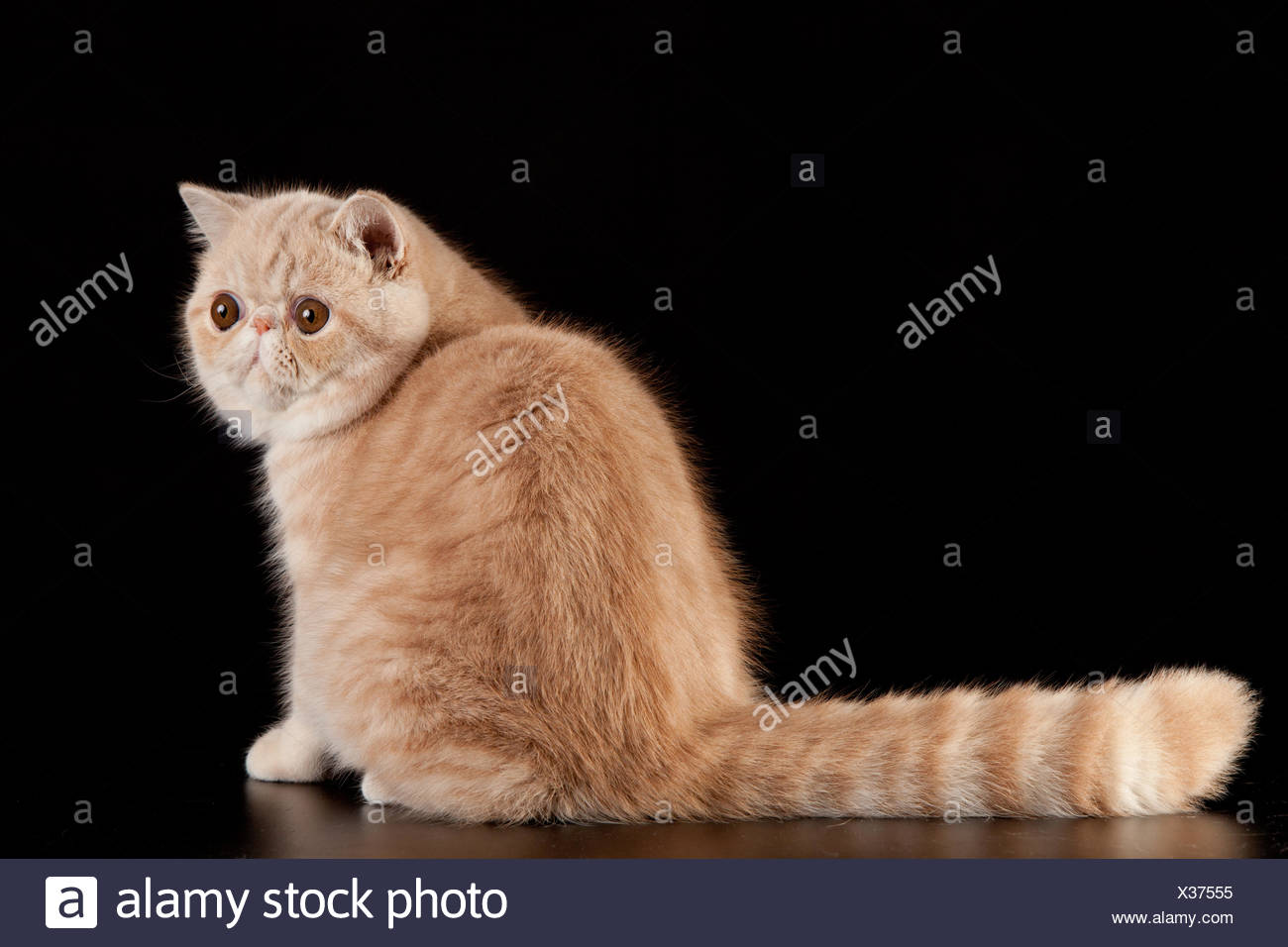 Exotic Shorthair Cat Exotic Domestic Cat On Black Stock Photo