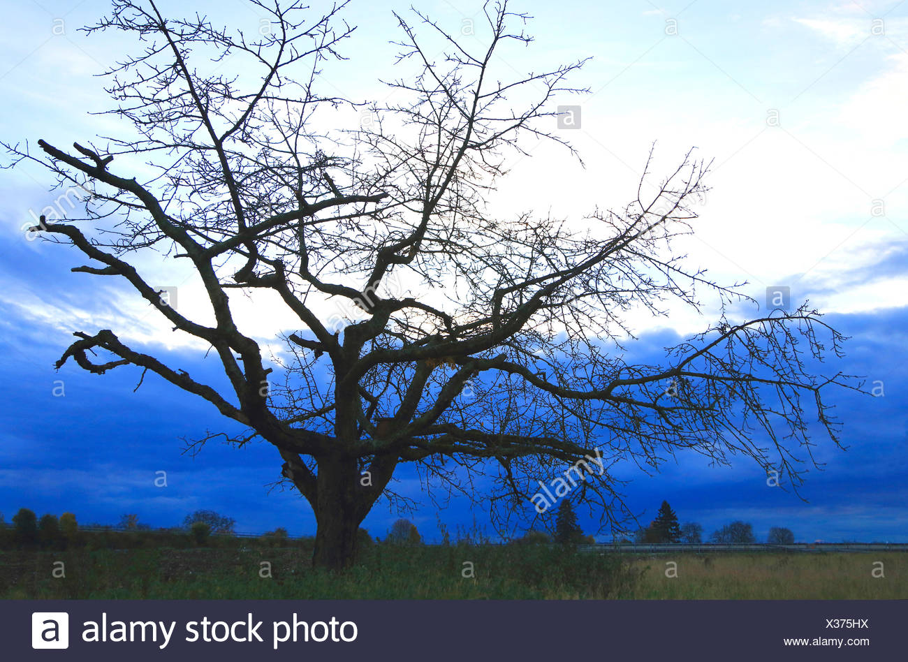 Wild Cherry Sweet Cherry Gean Mazzard Prunus Avium Wild Cherry Tree In Winter Germany Stock Photo Alamy Wild Cherry Sweet Cherry Gean Mazzard Prunus Avium Wild Cherry Tree In Winter Germany Stock Photo Alamy