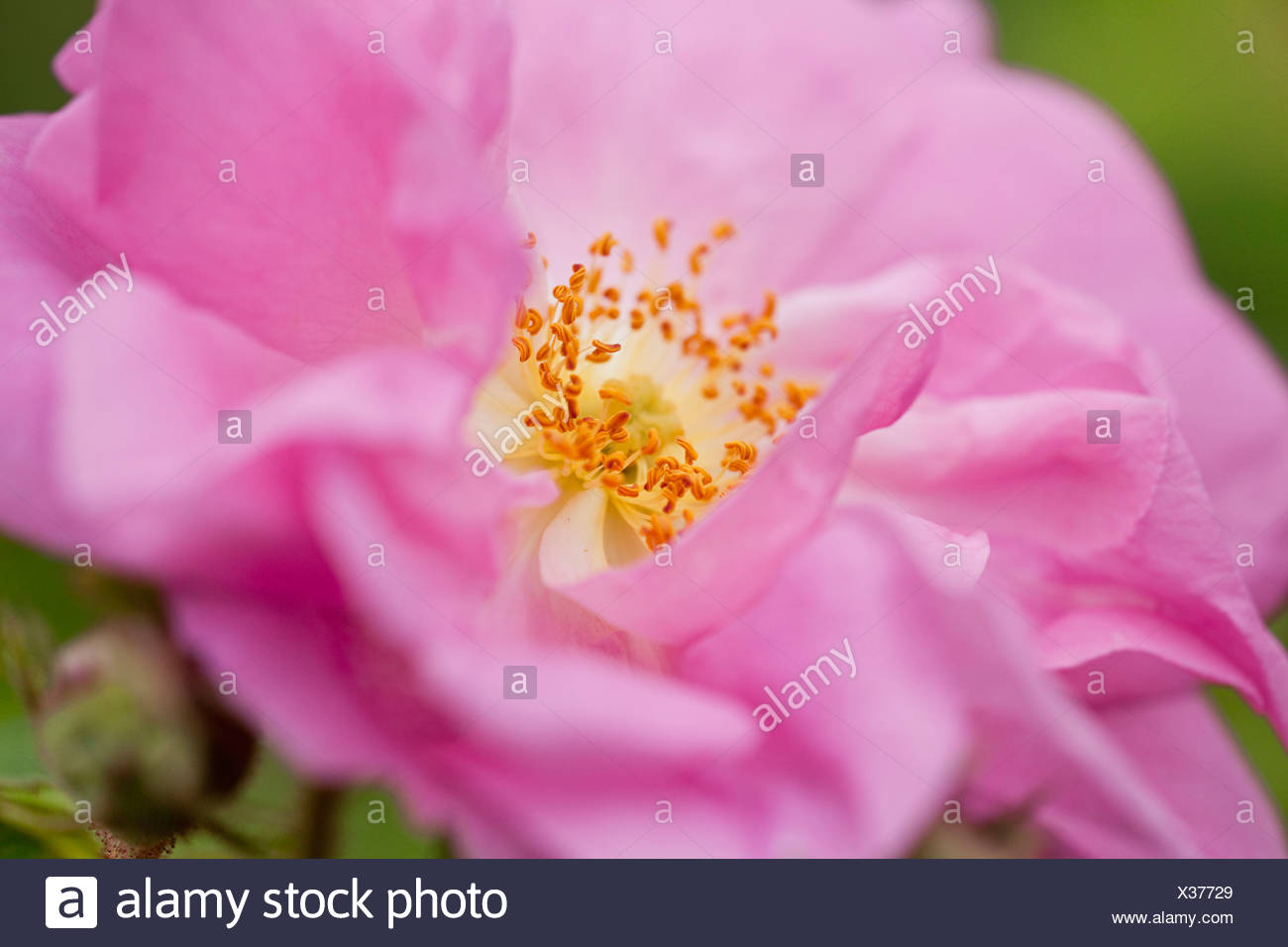 Damask Rose High Resolution Stock Photography and Images Alamy
