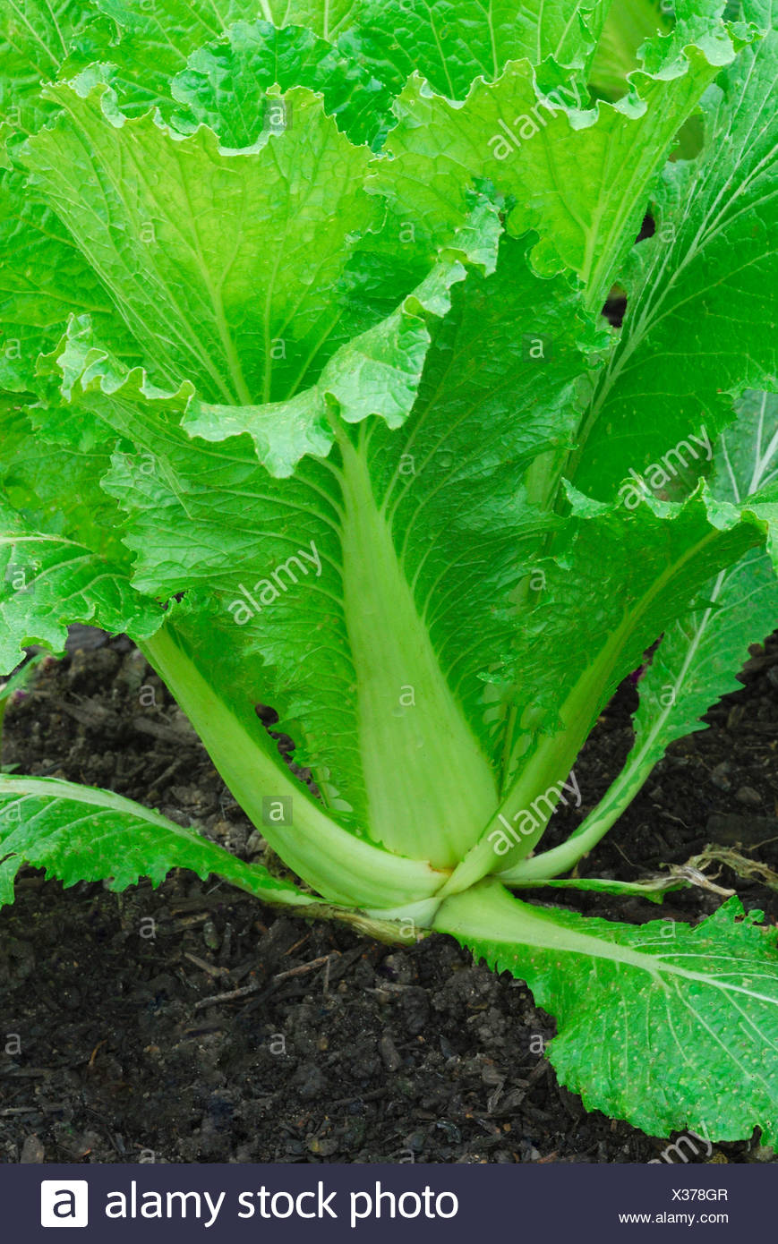 Brassica Rapa High Resolution Stock Photography and Images - Alamy