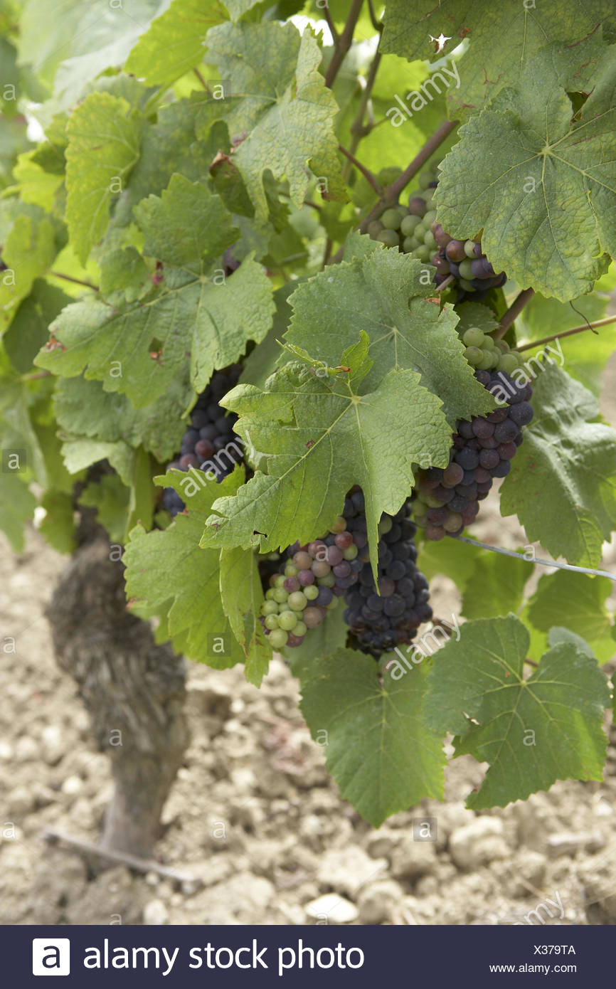 What is useful for grapes and what is its calorie content What is useful for grapes and what is its calorie content