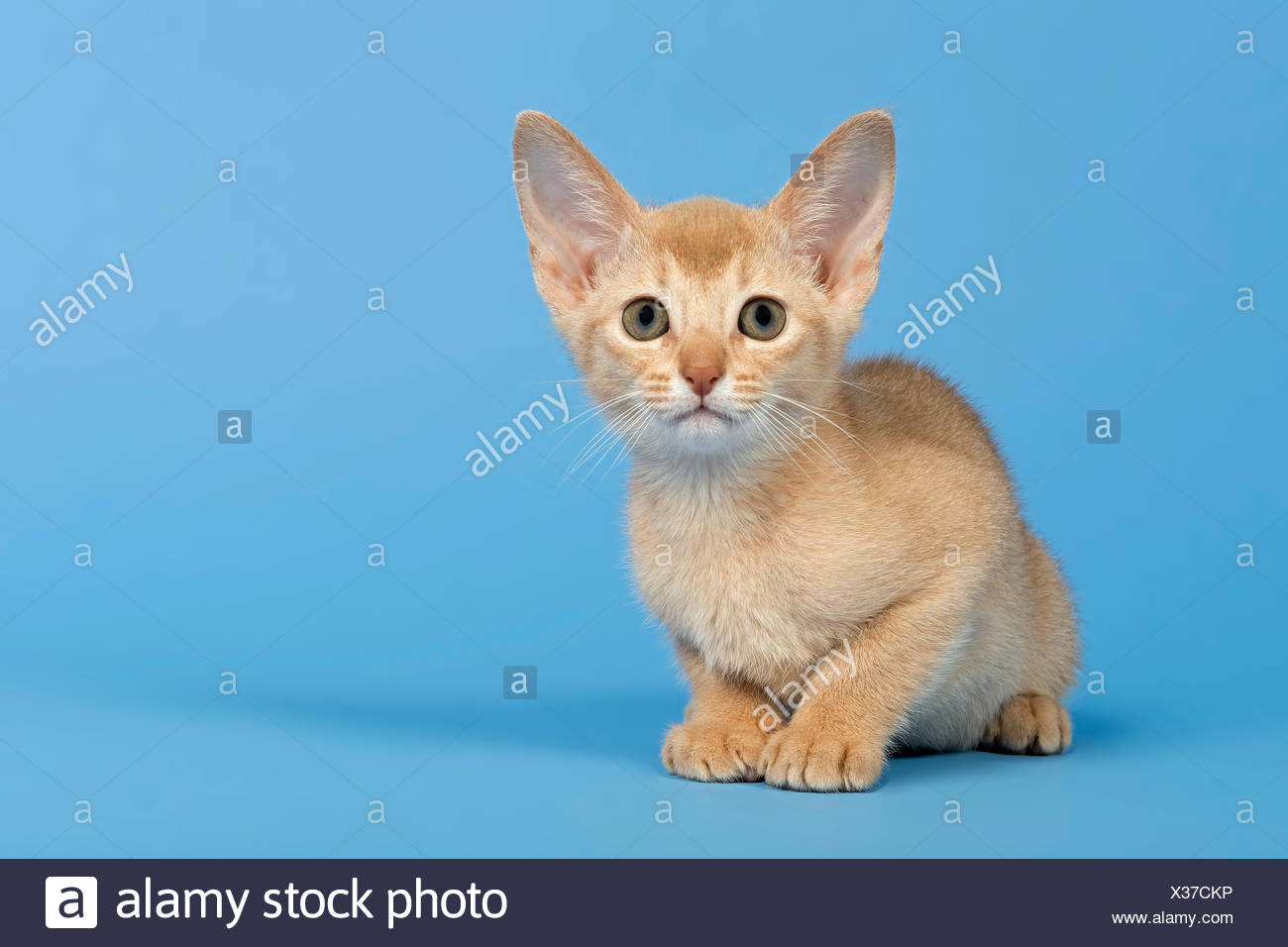 Fawn Kitten High Resolution Stock Photography and Images Alamy