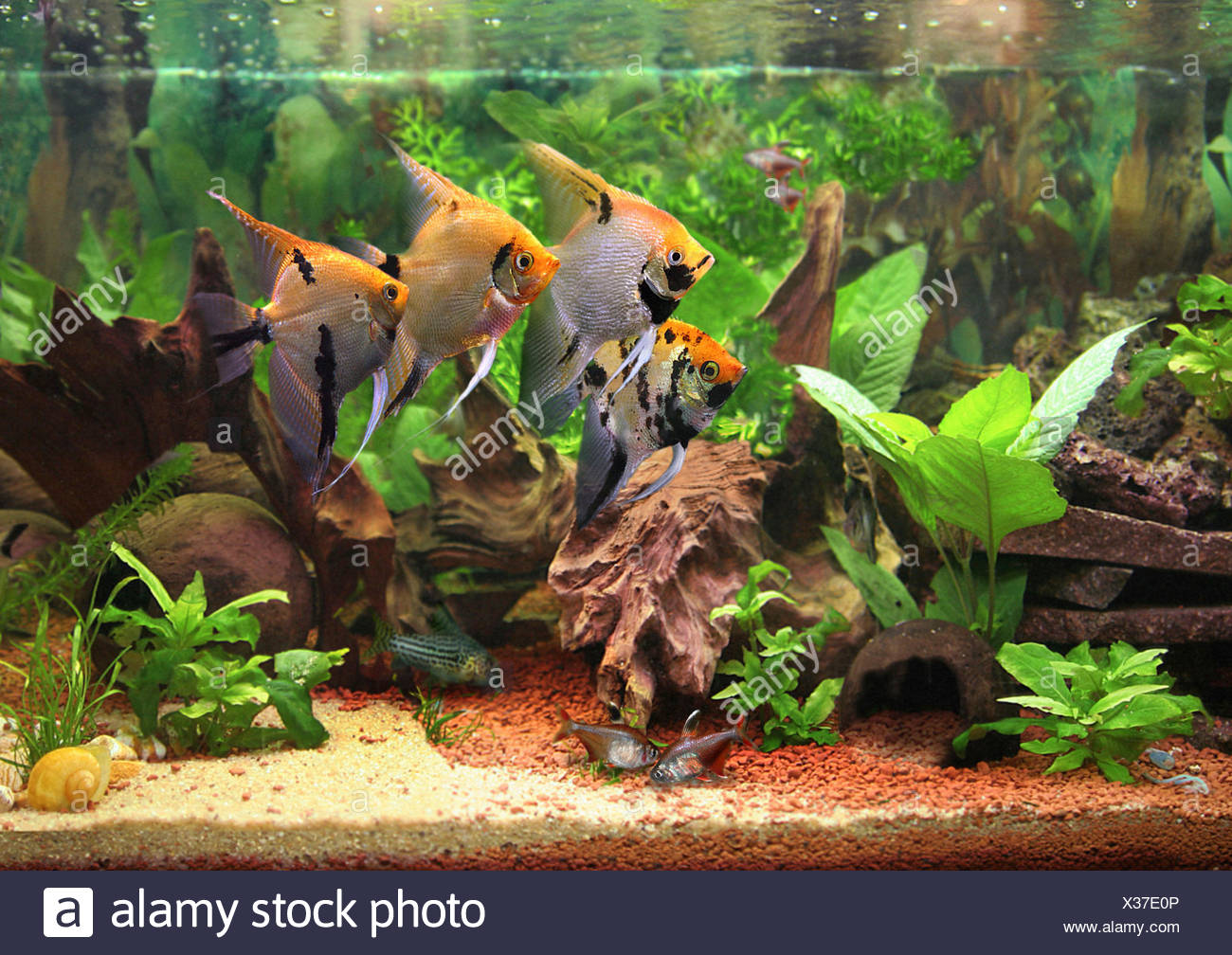 Angel Fish And Bleeding Heart Tetra Aquarium The Amazon Basin Stock Photo Alamy