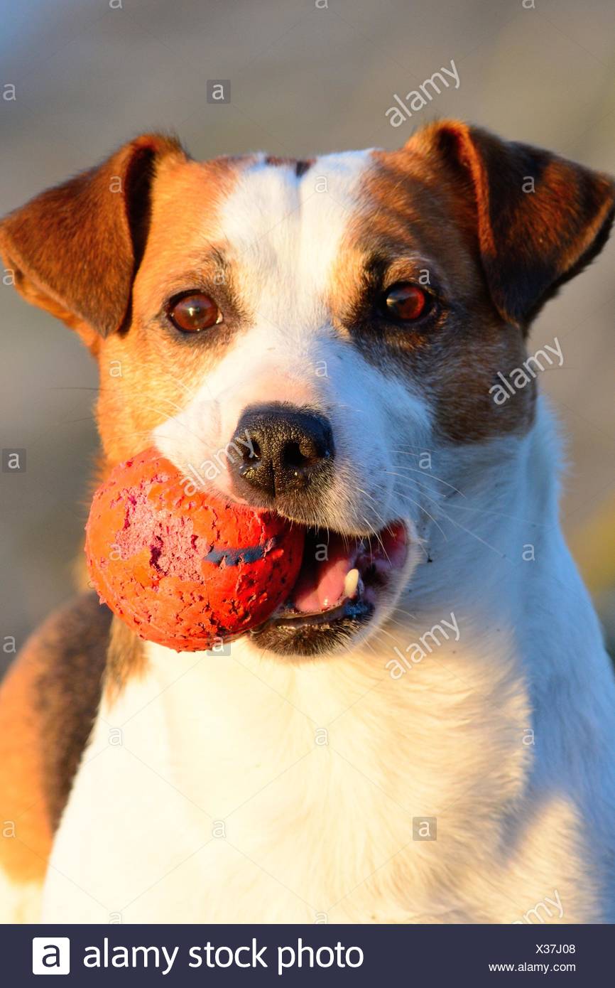 dog with ball in mouth