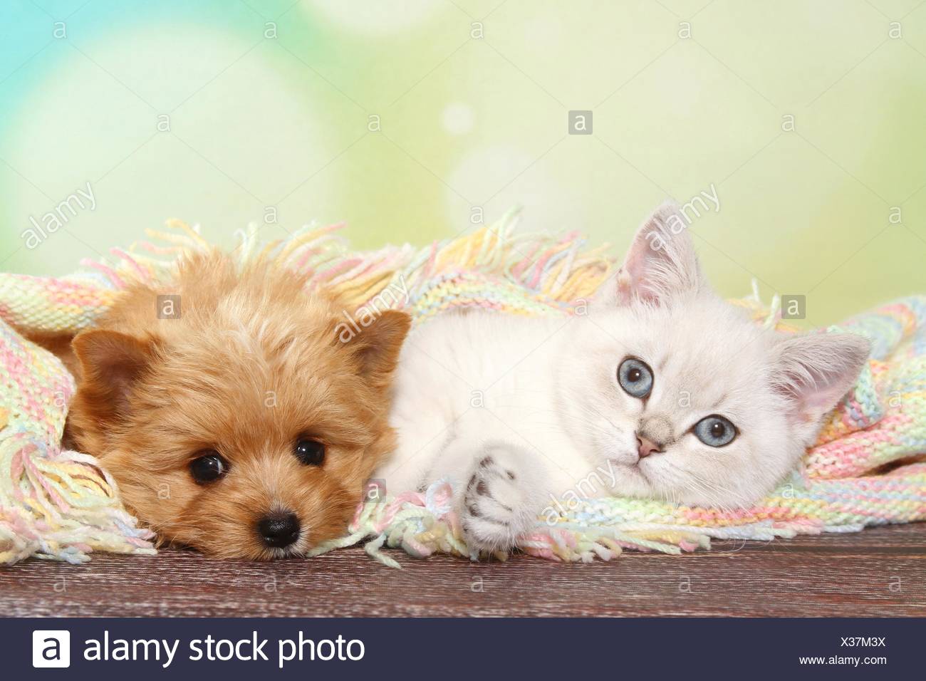 British Shorthair Kitten And Yorkshire Terrier Puppy Stock Photo
