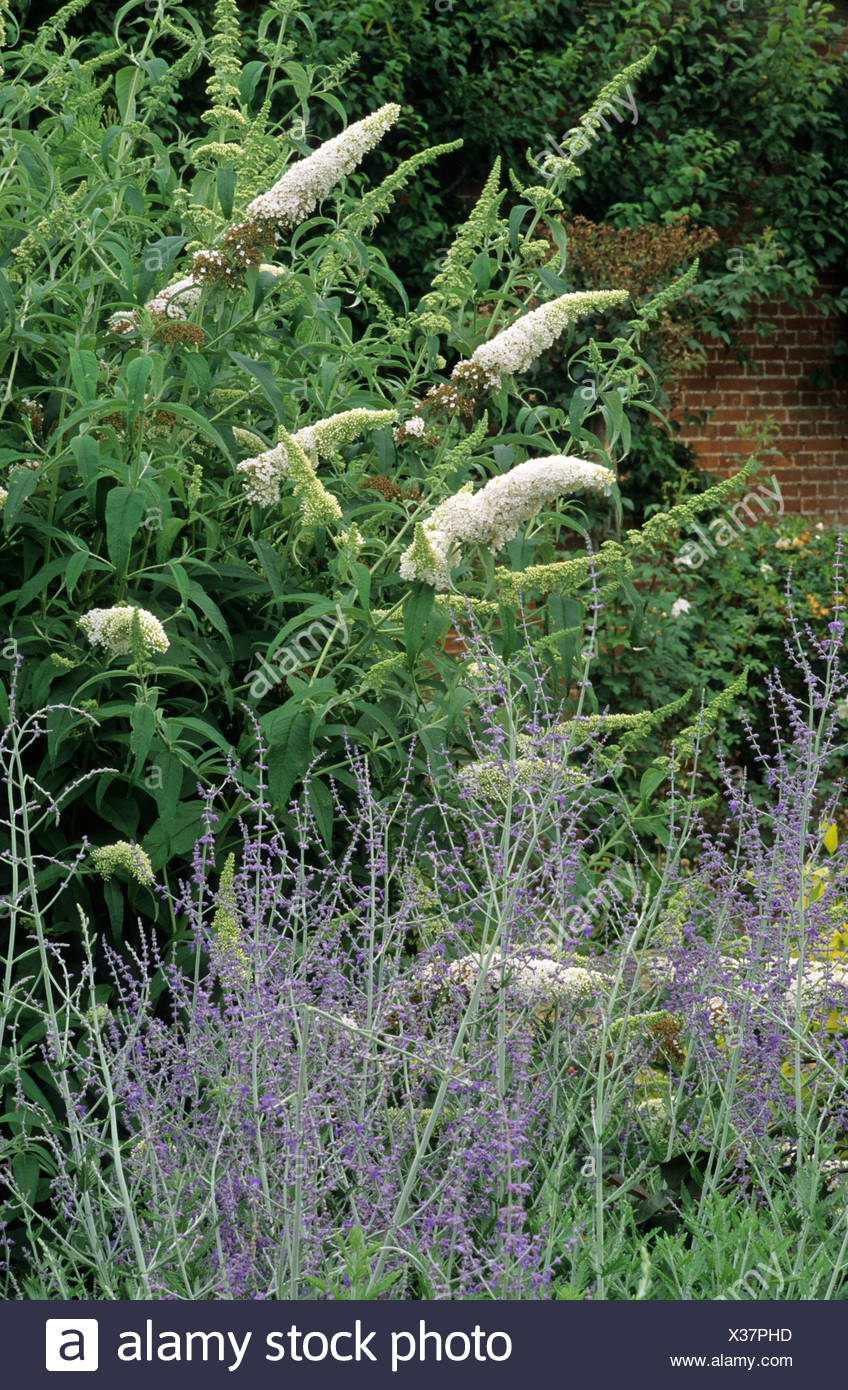 Gardening Granny S Gardening Pages Buddleia Butterfly Bush