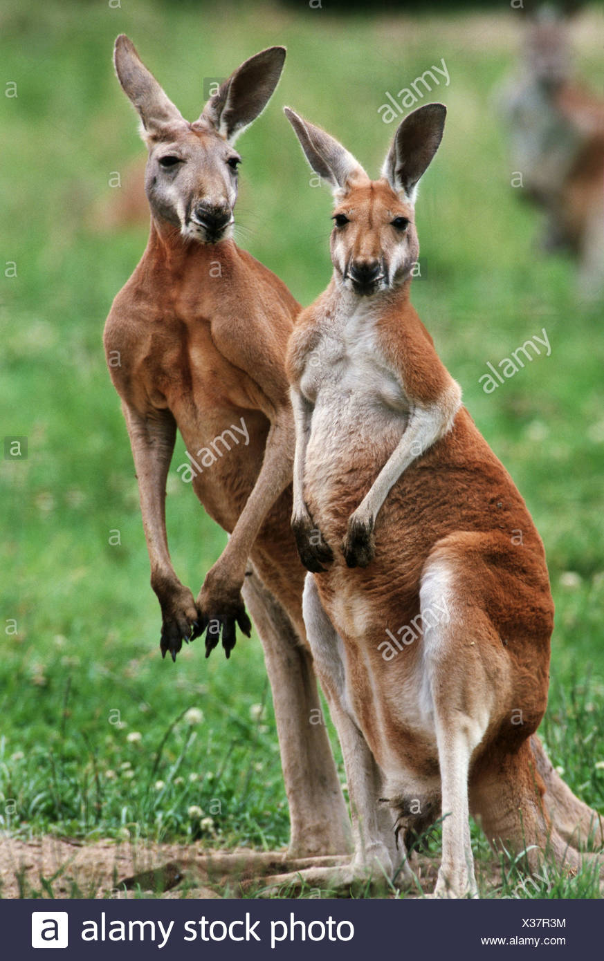 two red kangaroos - standing on meadow / Macropus rufus ...