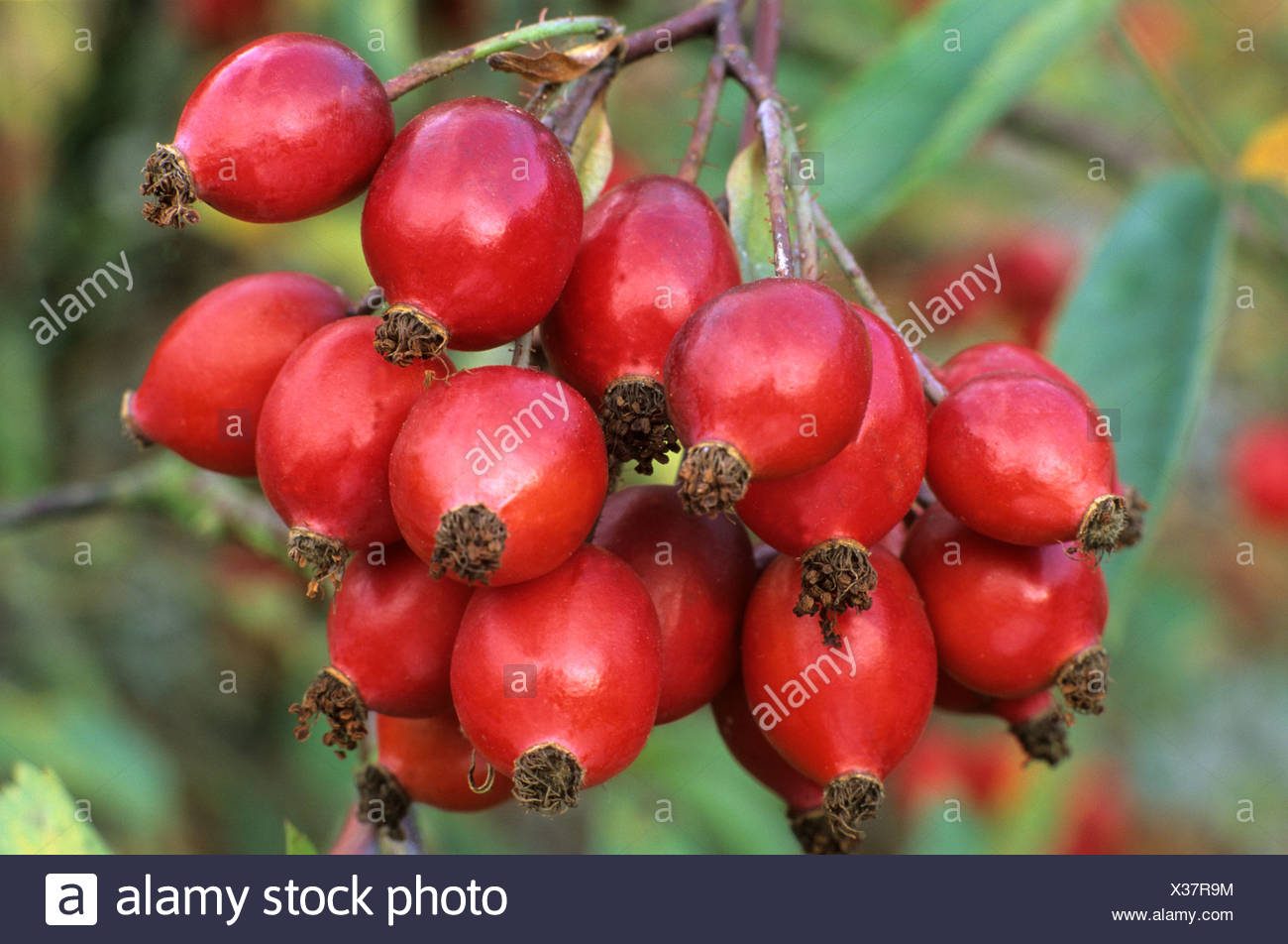 Rosa Glauca Rubrifolia High Resolution Stock Photography and Images - Alamy