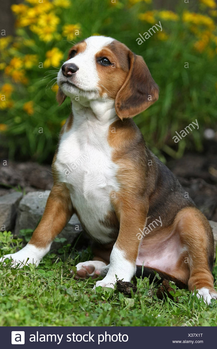 Braque Saint Germain Puppy Stock Photo Alamy