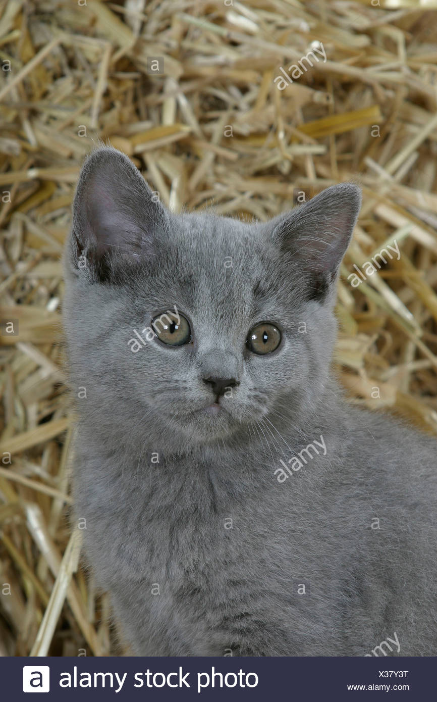 British Shorthair Cat Kitten Blue Stock Photo 277384796 Alamy
