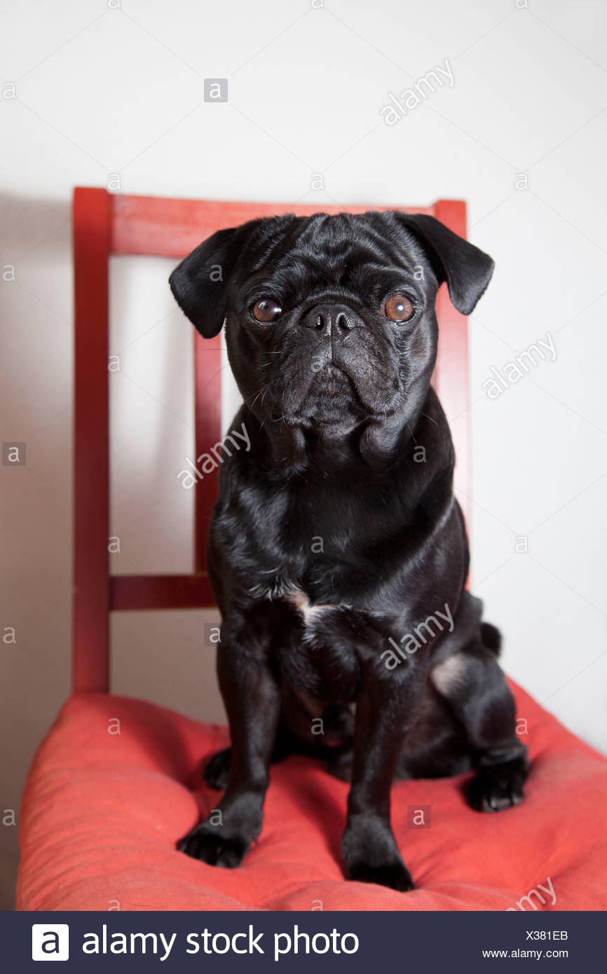Black Pug Sitting On A Red Kitchen Chair Stock Photo 277386659