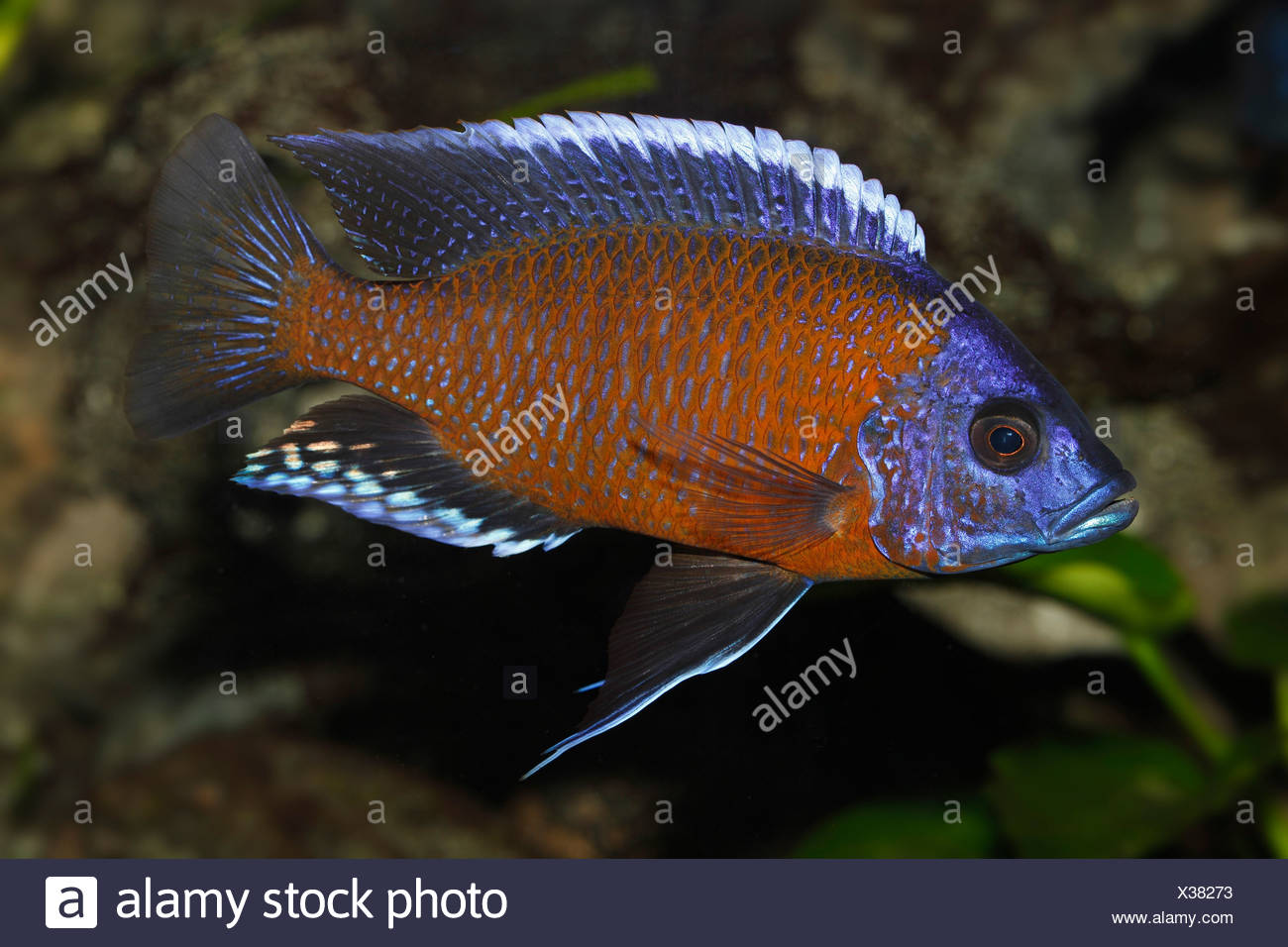 Cultivation of black-striped cichlids Cultivation of black-striped cichlids