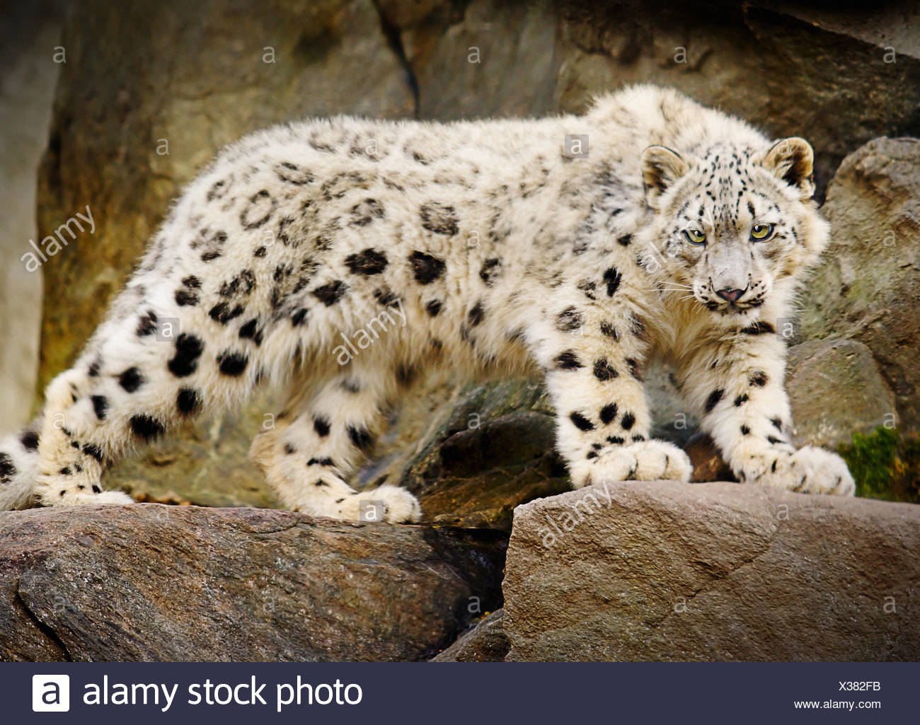Snow Leopard Standing On Rock High Resolution Stock Photography And Images Alamy