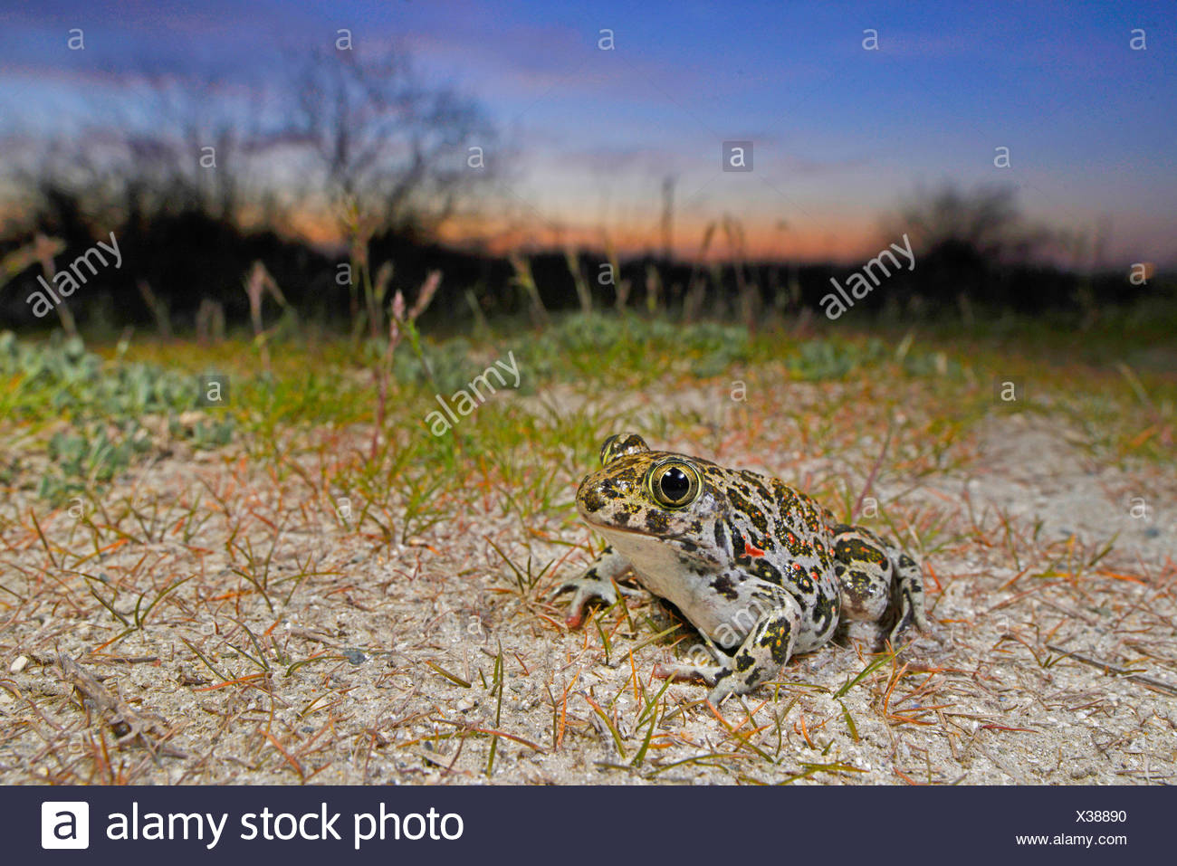 Eastern European spadefoot, Syrian spadefoot (Pelobates syriacus), Syrian spadefoot lurking for prey at sunset, Romania, Dobrudscha, Donaudelta, Donau-Delta, Vadu Stock Photo