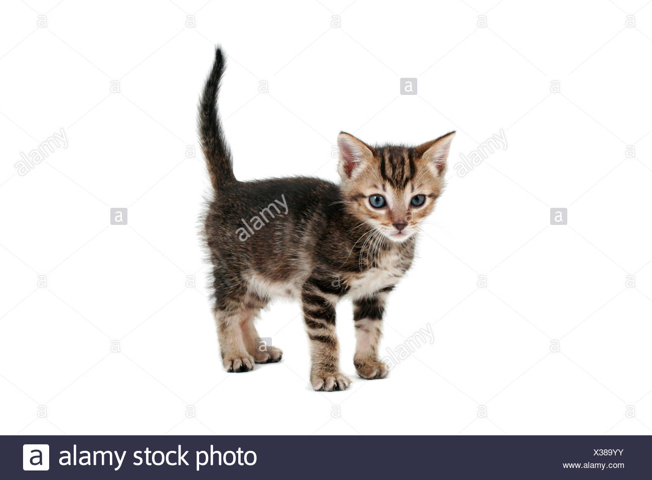 Cross Cat High Resolution Stock Photography and Images Alamy