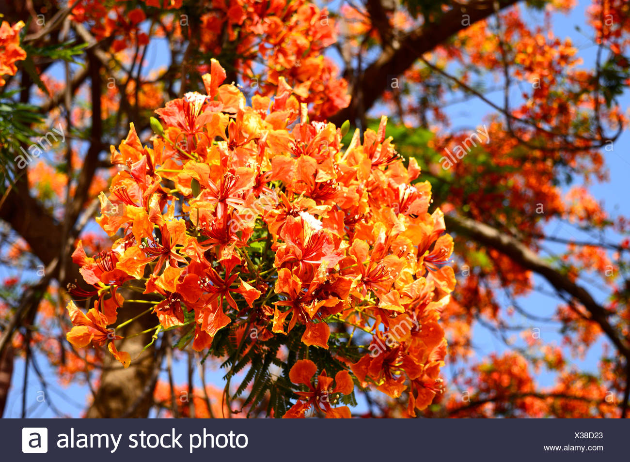 Gulmohar Tree Flowers High Resolution Stock Photography and Images Alamy