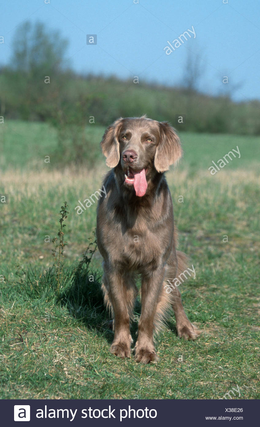 Long Haired Weimaraner Stock Photo 277396510 Alamy