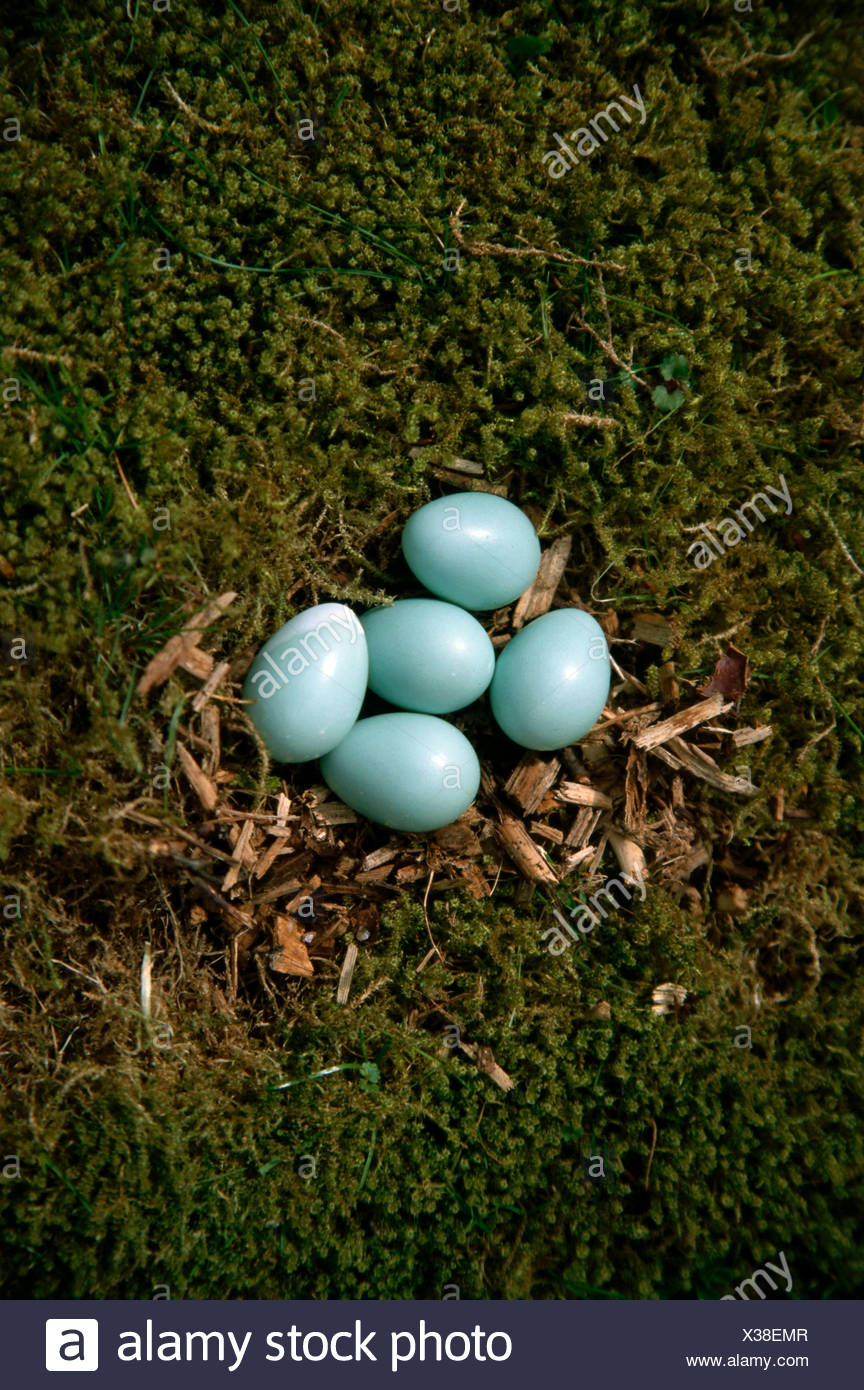 Zoology Animals Avian Birds European Starling Sturnus Vulgaris Five Eggs In Bird S Nest Distribution Eurasia Animal Stock Photo Alamy Zoology Animals Avian Birds European Starling Sturnus Vulgaris Five Eggs In Bird S Nest Distribution Eurasia Animal Stock Photo Alamy