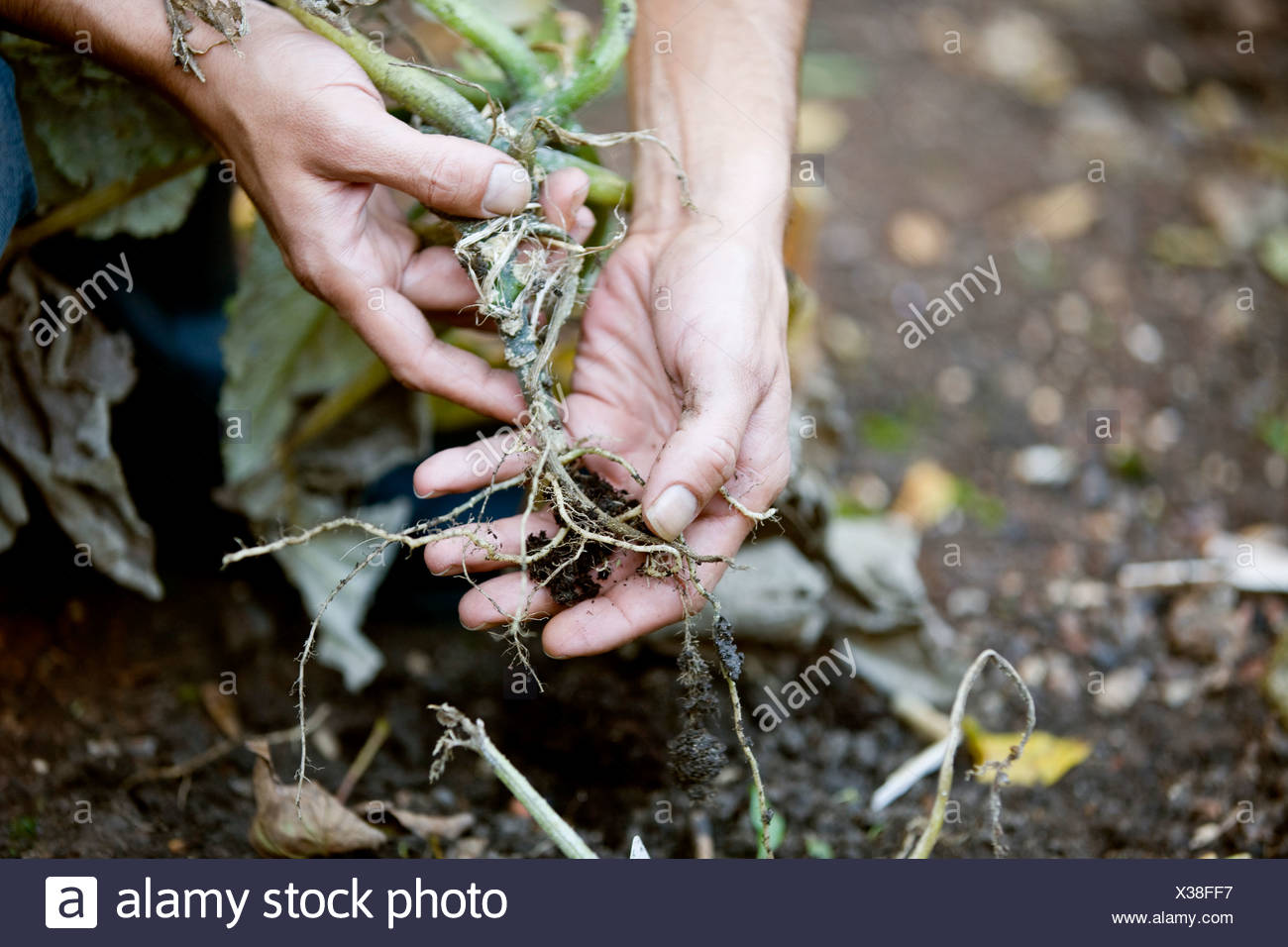 Roots Soil Close Up Stock Photos & Roots Soil Close Up Stock Images Alamy