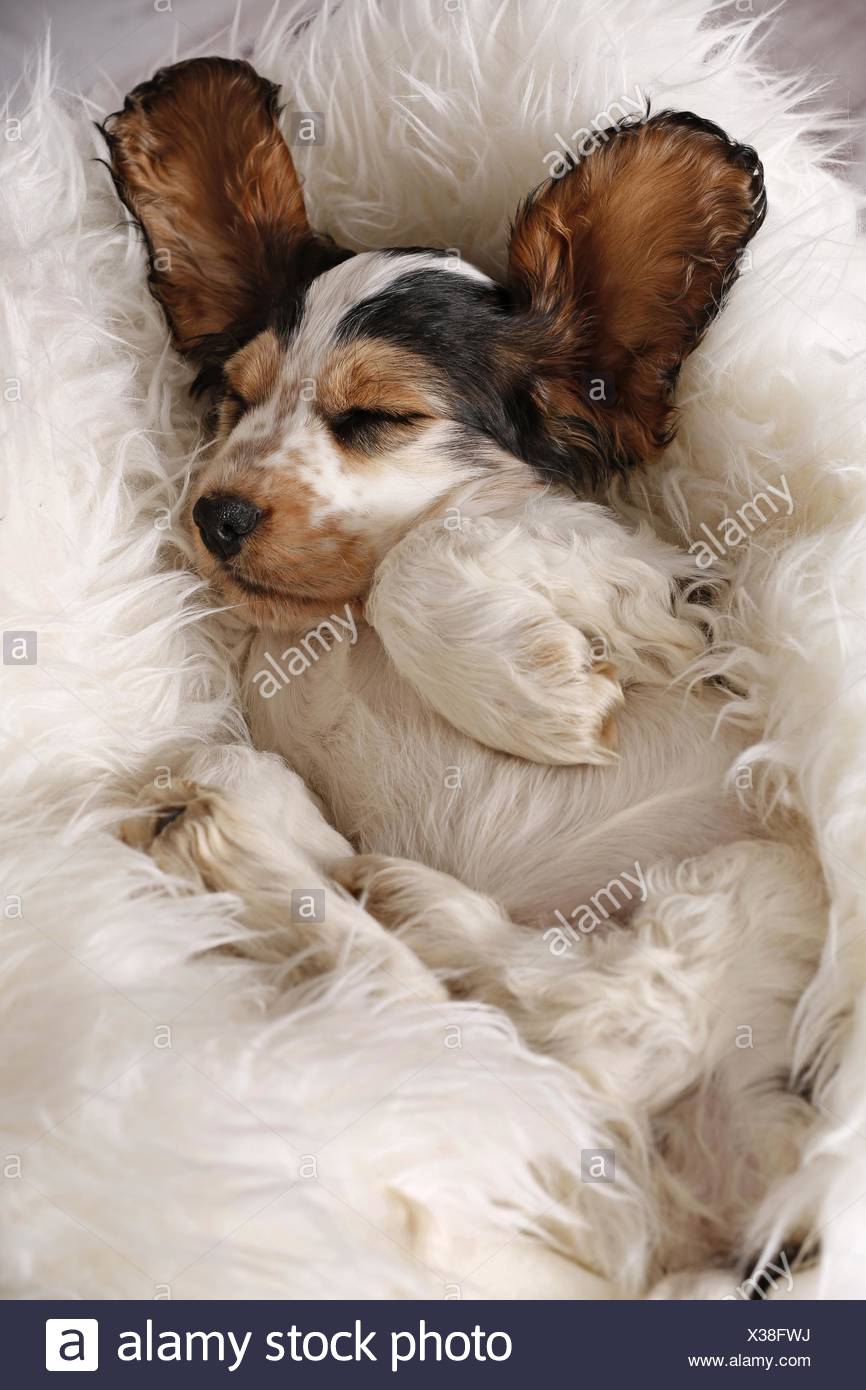 Humor Funny Tired Sleeping Inside Indoors Stock Photos Humor