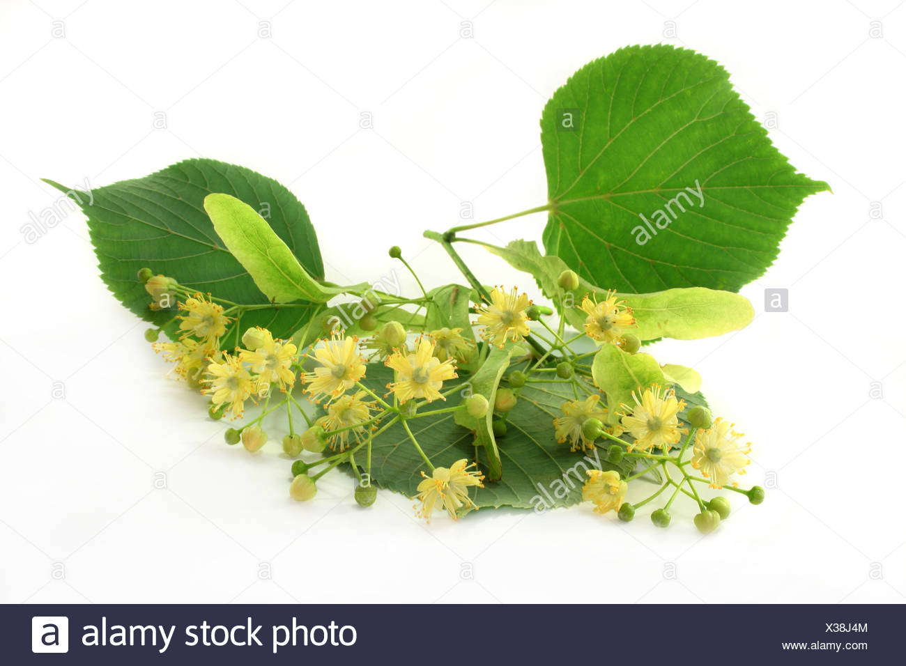 Echter Ziest Stachys officinalis Heilziest Betonie Heilpflanze Teepflanze