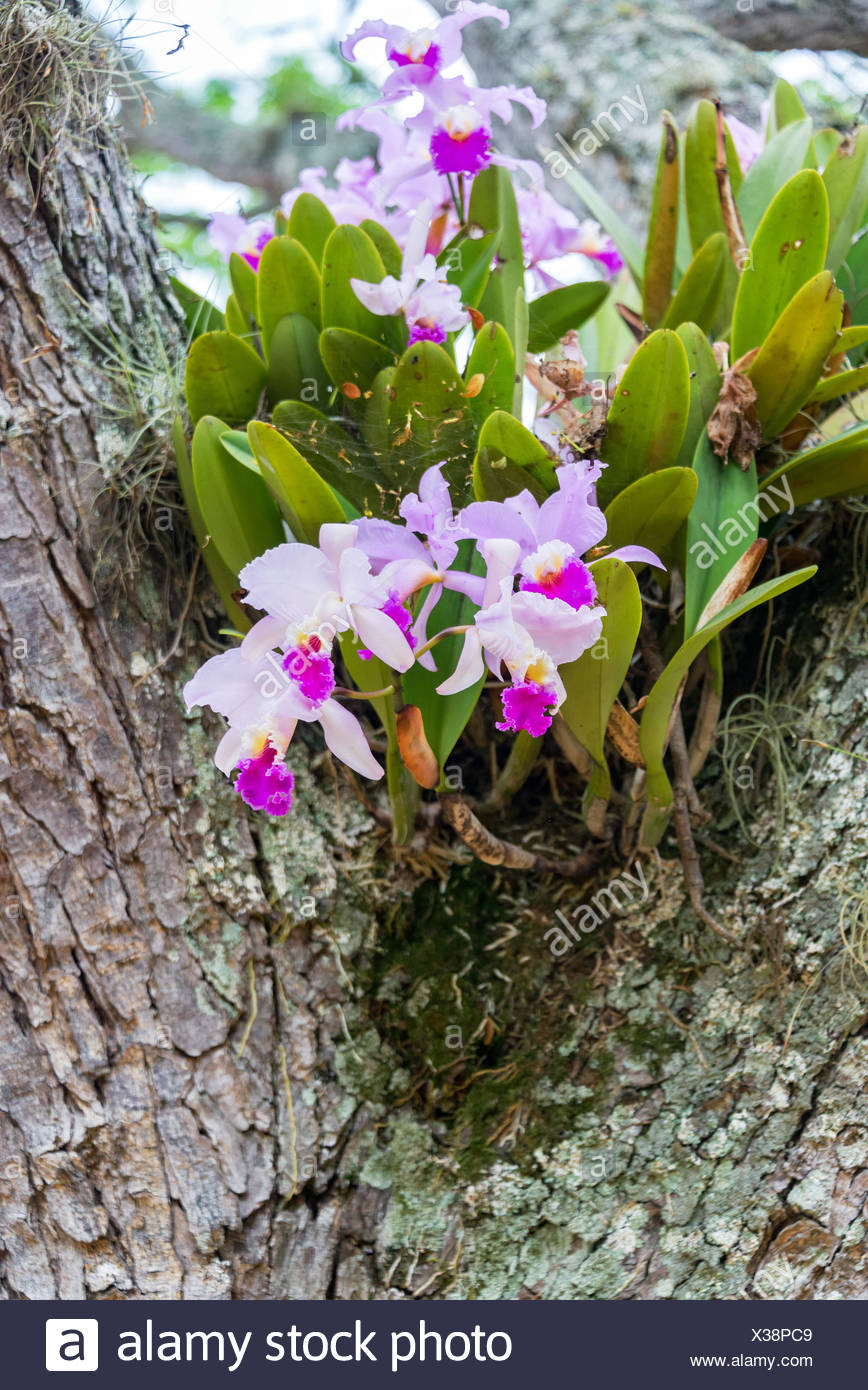 Cattleya Trianae Orchid Stock Photo 277403065 Alamy
