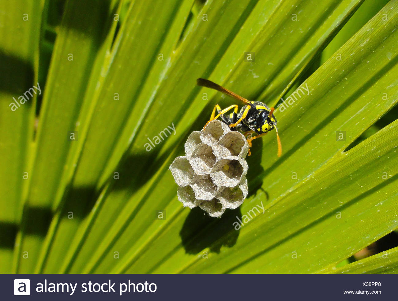 Spanish Wasp High Resolution Stock Photography and Images Alamy
