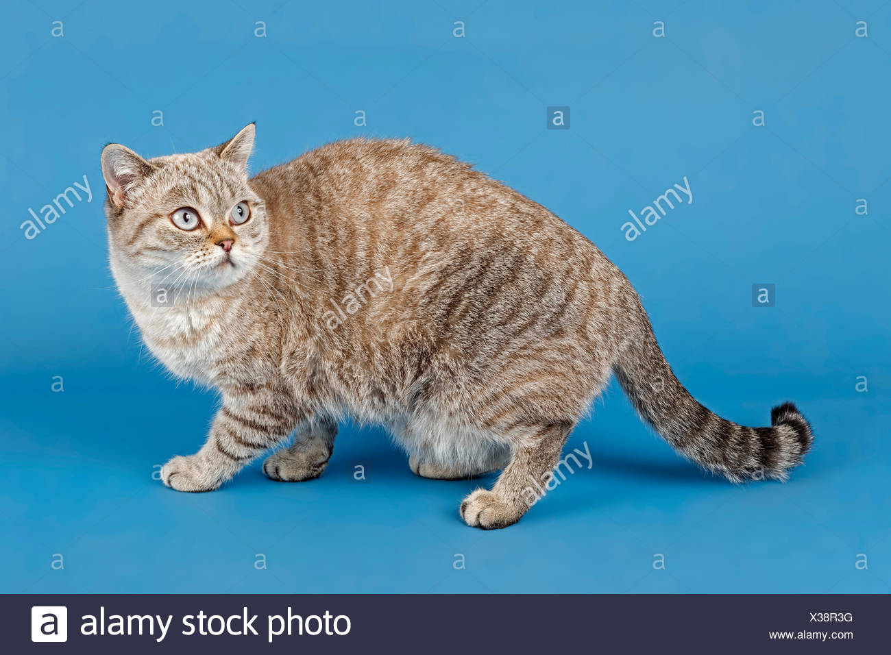 lynx point shorthair