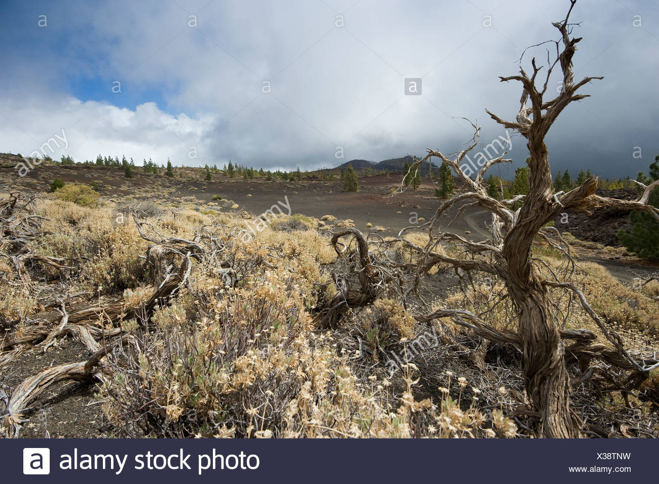 Chio Tenerife High Resolution Stock Photography And Images Alamy
