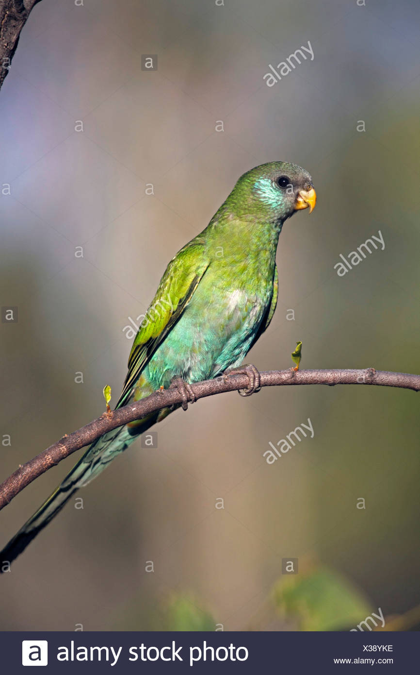 Pine Creek Northern Territory High Resolution Stock Photography and Images  - Alamy