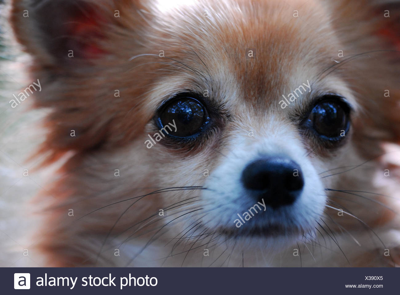 Eyes Dog Mexican Pedigree Dog Lively Mexico Compact Muscular