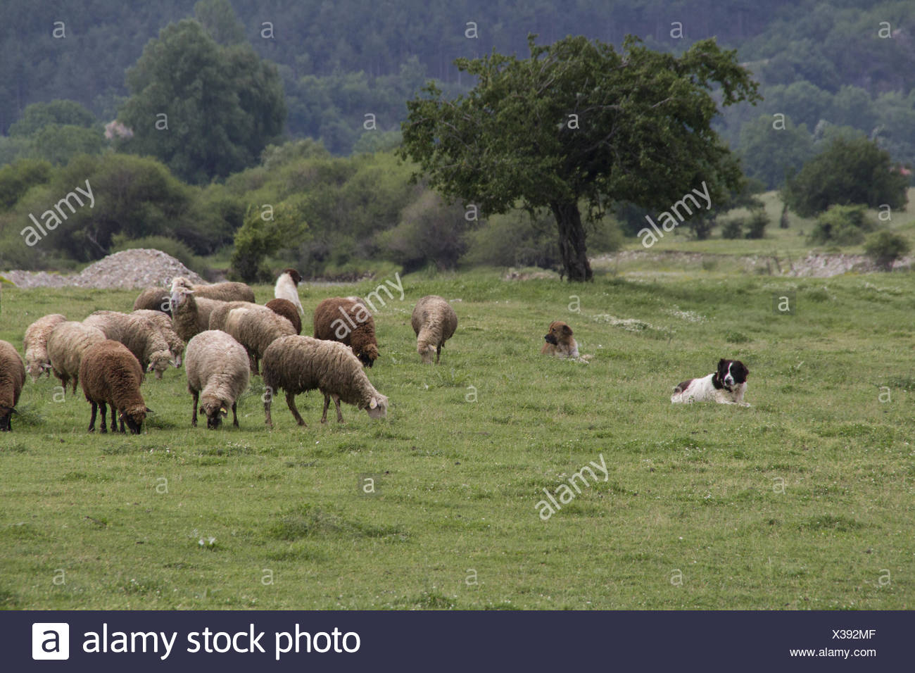 karakachan sheep