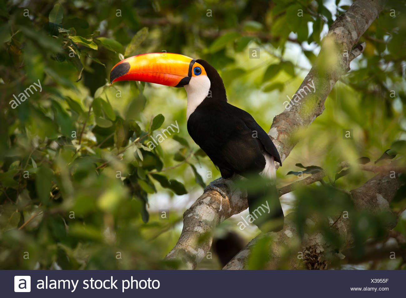 Toco Toucan (Ramphastos toco) in the forest canopy adjacent to the Piquiri River, northern Pantanal, Mato Grosso, Brazil. Stock Photo