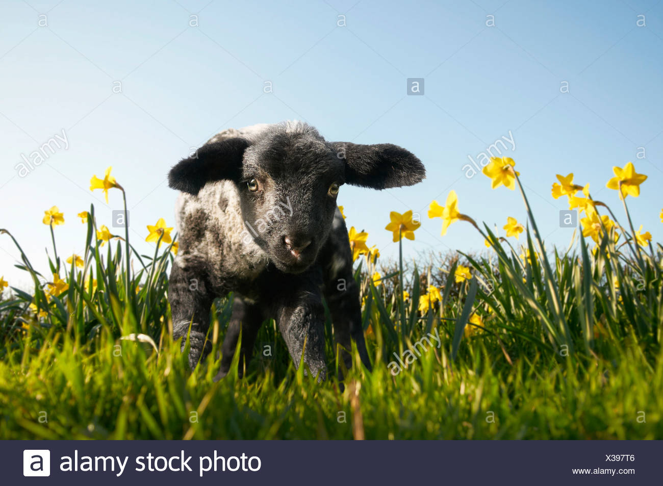 Lamb walking in field of flowers Stock Photo