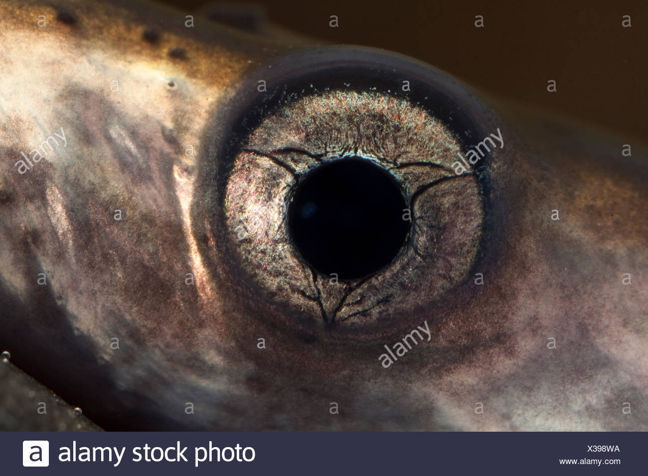 Lamprey Eel High Resolution Stock Photography and Images - Alamy