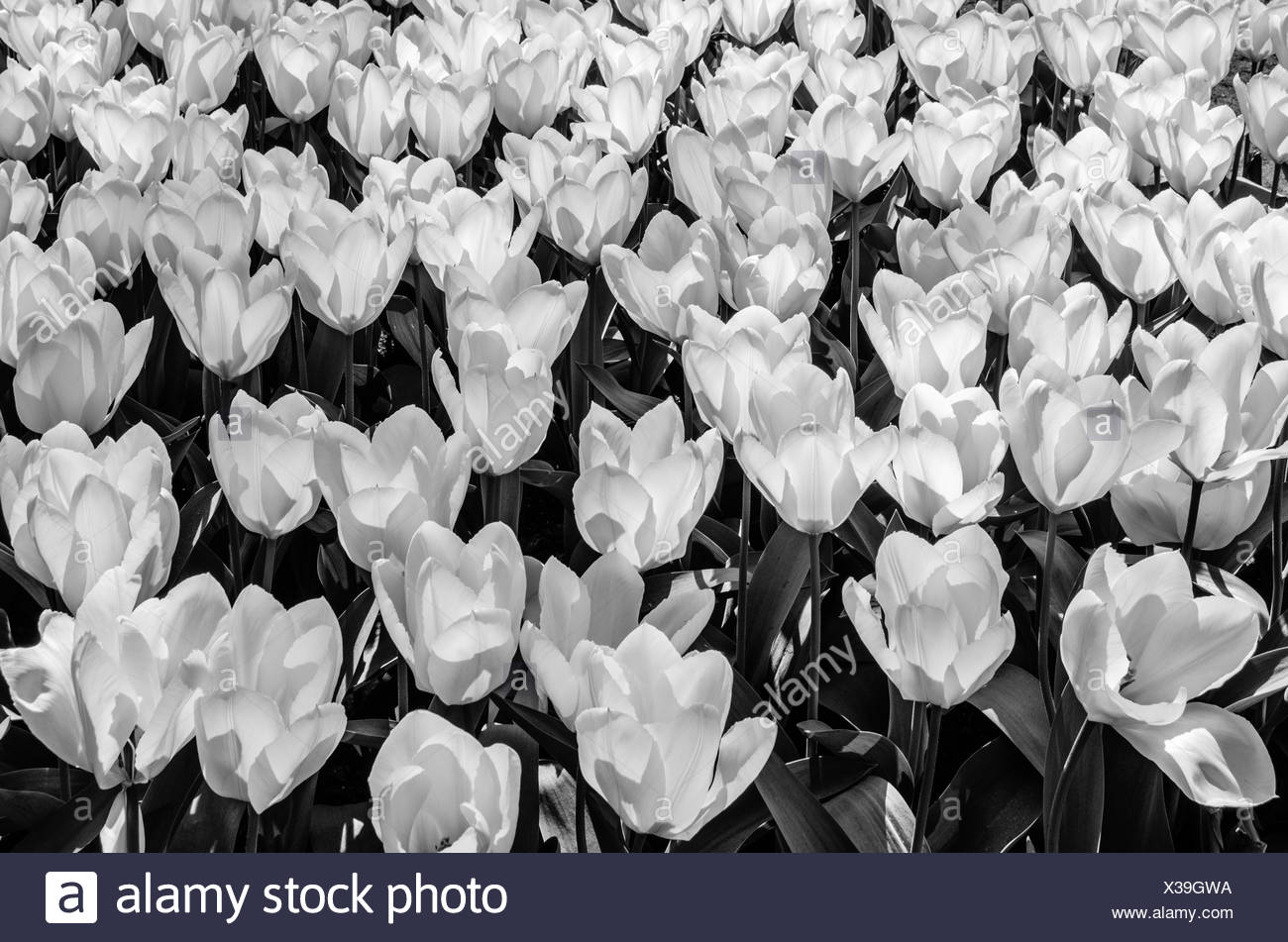 black and white tulips