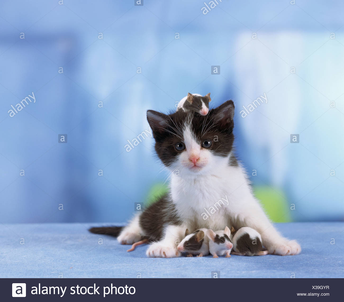 Animal Friendship Kitten With Mice One Mouse Sitting On Its Head Stock Photo Alamy
