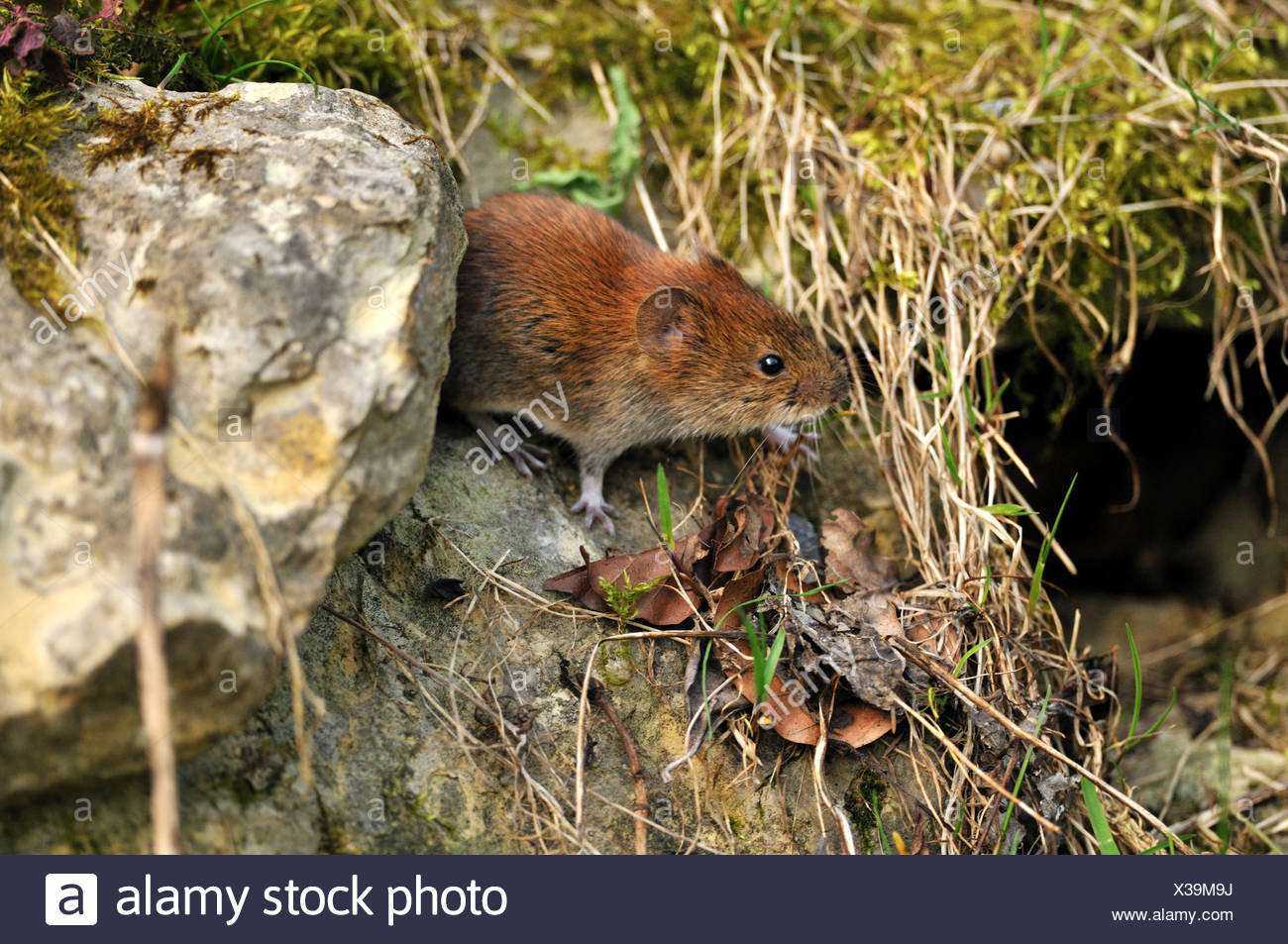 Root Vole Stock Photos & Root Vole Stock Images Alamy