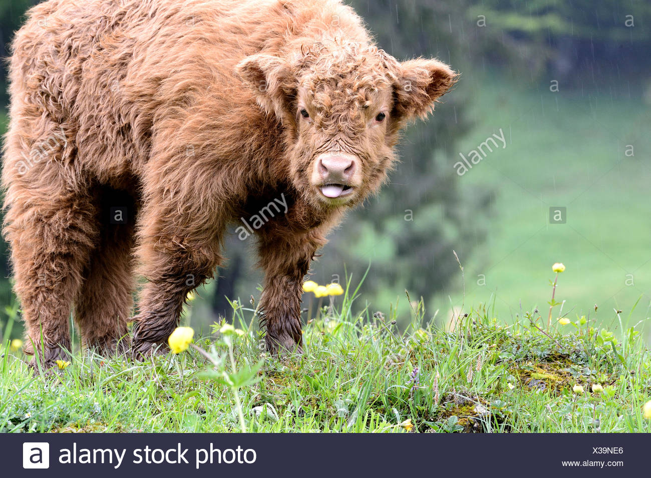 Bovine Animals Stock Photos & Bovine Animals Stock Images Alamy