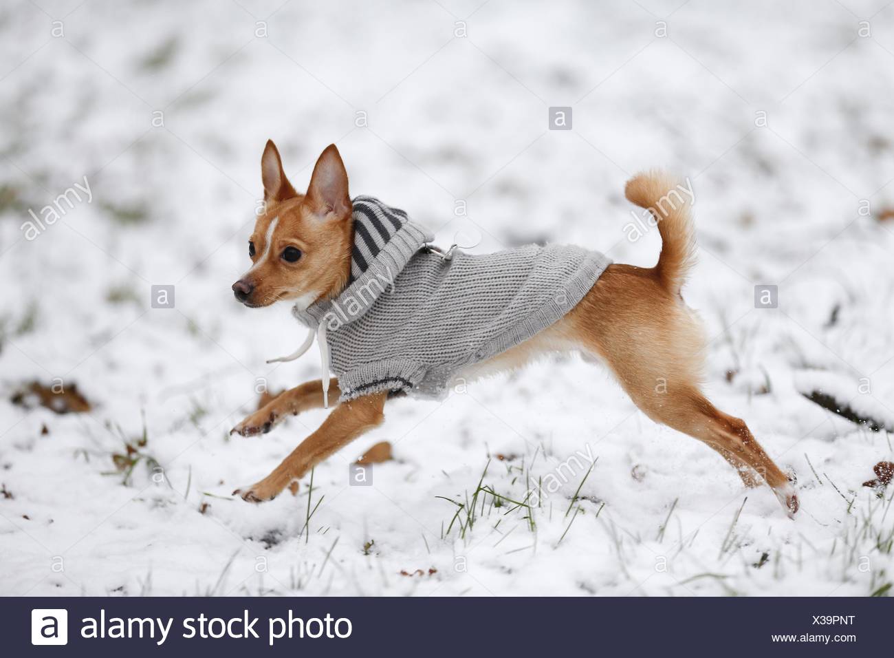 chihuahua rattler mix