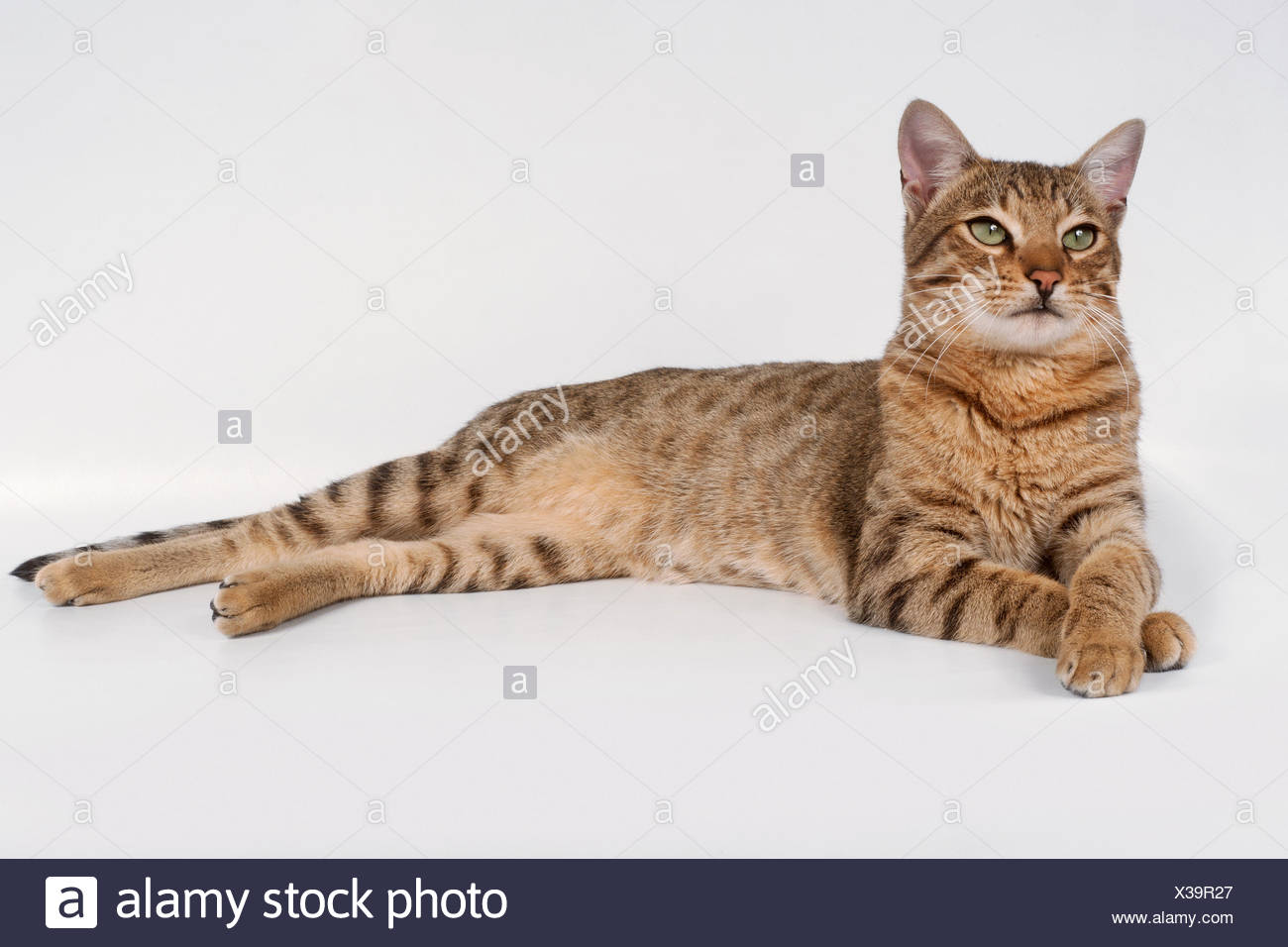 Savannah Cat Domestic High Resolution Stock Photography And Images Alamy