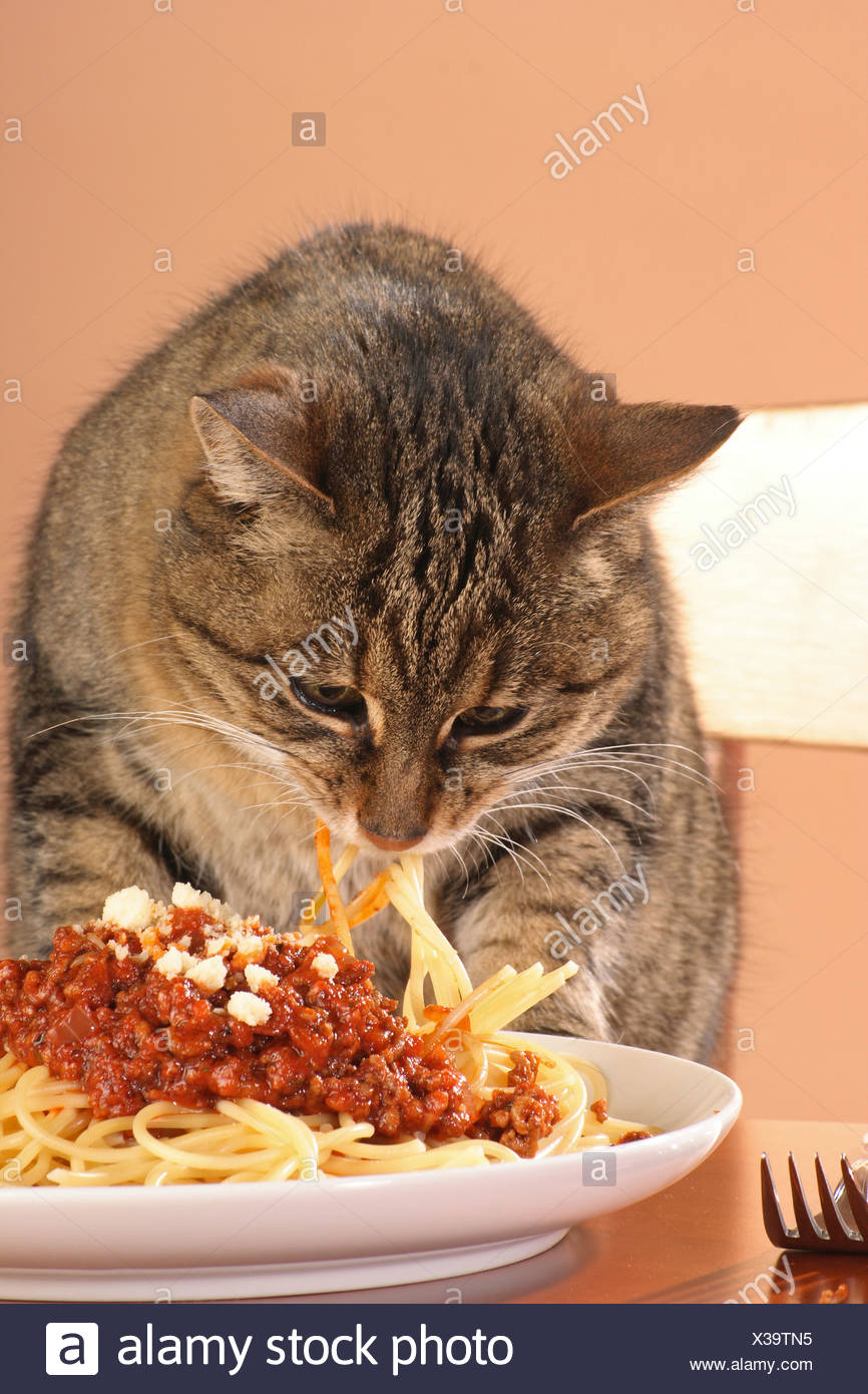 Cat Being Fed Spaghetti Captions Trendy